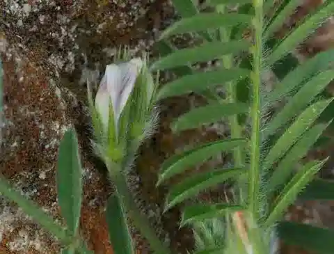 نبات Onobrychis crista-galli subsp. crista-galli في بيئته الطبيعية