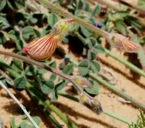 نبات Onobrychis ptolemaica في بيئته الطبيعية
