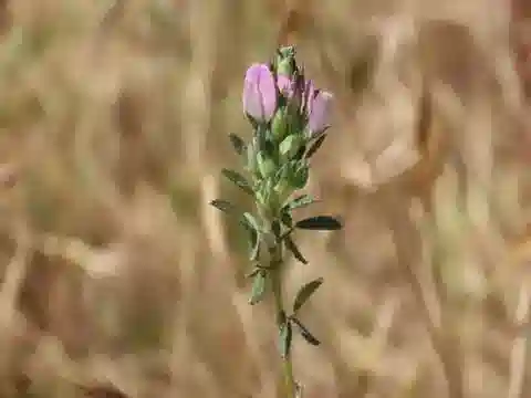 نبات Ononis mitissima في بيئته الطبيعية