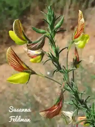 نبات Ononis natrix subsp. natrix في بيئته الطبيعية