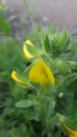 نبات Ononis pubescens في بيئته الطبيعية