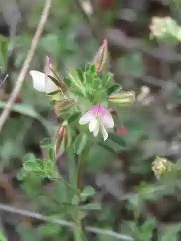 نبات Ononis reclinata subsp. minor في بيئته الطبيعية