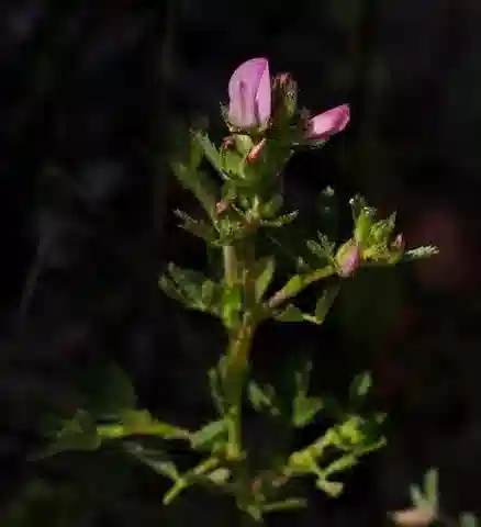 نبات Ononis serrata في بيئته الطبيعية