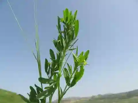 نبات Ononis sicula في بيئته الطبيعية