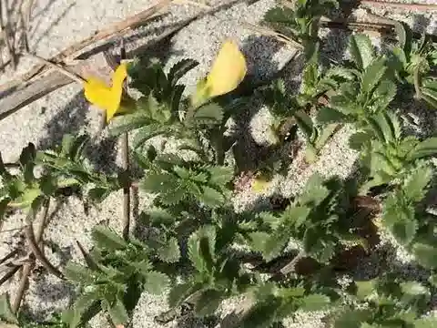 نبات Ononis variegata في بيئته الطبيعية