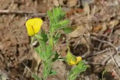 نبات Ononis viscosa subsp. breviflora في بيئته الطبيعية