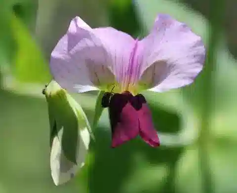نبات Pisum sativum subsp. humile في بيئته الطبيعية