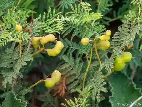 نبات Prosopis farcta في بيئته الطبيعية