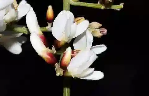نبات Retama raetam subsp. raetam في بيئته الطبيعية