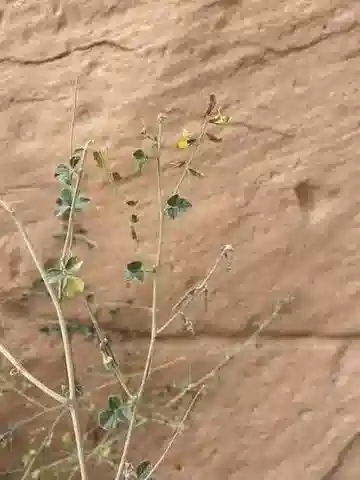 نبات Rhynchosia malacophylla في بيئته الطبيعية