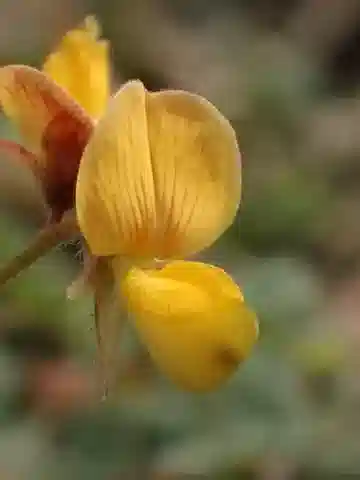 نبات Rhynchosia minima var. minima في بيئته الطبيعية