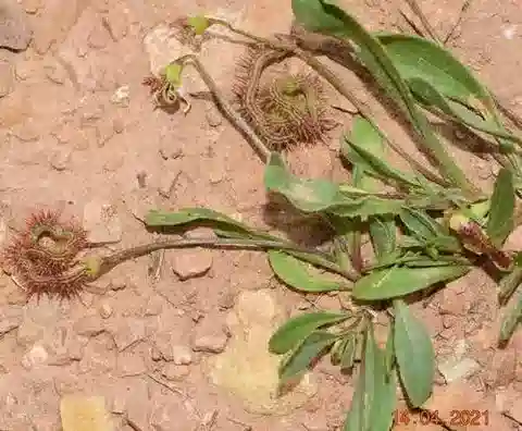 نبات Scorpiurus muricatus في بيئته الطبيعية