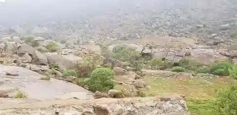 نبات Senegalia asak في بيئته الطبيعية