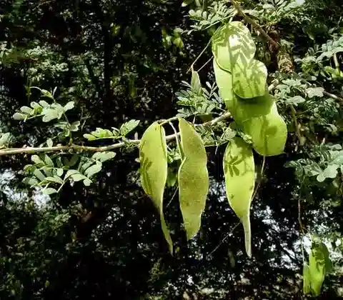 نبات Senegalia laeta في بيئته الطبيعية