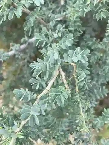 نبات Senegalia mellifera subsp. mellifera في بيئته الطبيعية