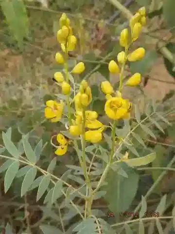 نبات Senna alexandrina var. alexandrina في بيئته الطبيعية