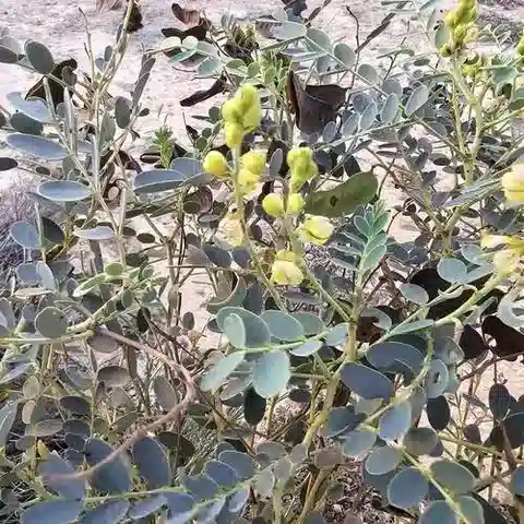 نبات Senna holosericea في بيئته الطبيعية