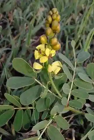 نبات Senna italica subsp. italica في بيئته الطبيعية