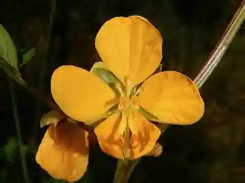 نبات Senna occidentalis في بيئته الطبيعية