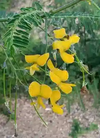 نبات Sesbania sericea في بيئته الطبيعية