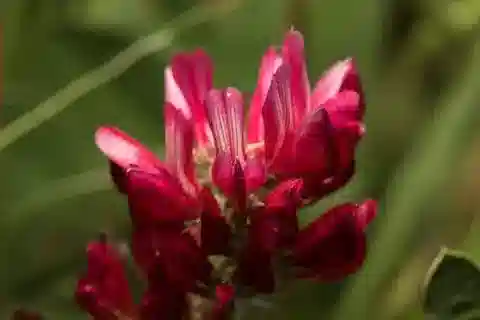 نبات Sulla coronaria في بيئته الطبيعية