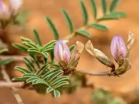 نبات Sulla spinosissima في بيئته الطبيعية