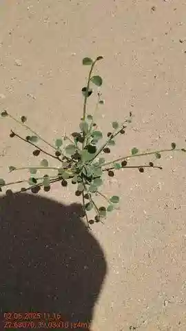 نبات Taverniera aegyptiaca في بيئته الطبيعية