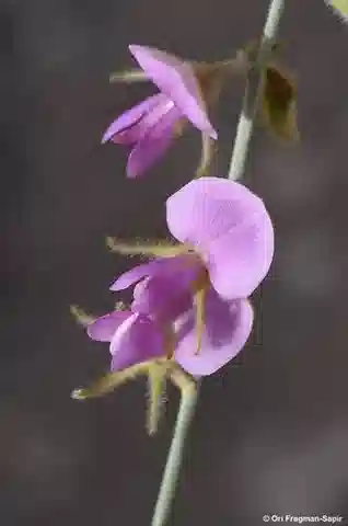 نبات Tephrosia kassasii في بيئته الطبيعية