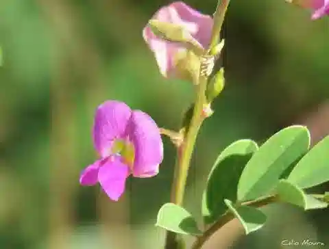 نبات Tephrosia purpurea subsp. leptostachya في بيئته الطبيعية