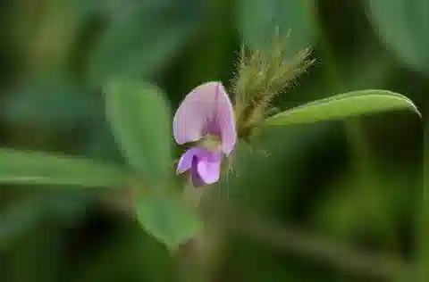 نبات Tephrosia uniflora subsp. petrosa في بيئته الطبيعية
