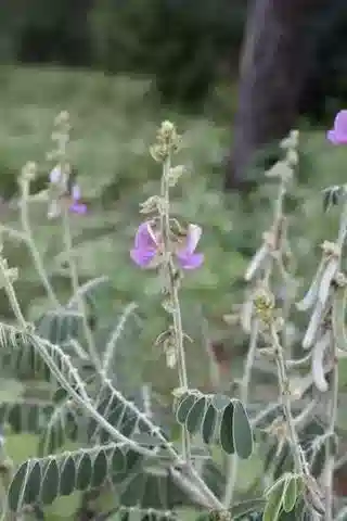 نبات Tephrosia villosa subsp. ehrenbergiana في بيئته الطبيعية