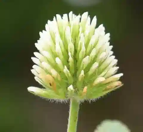 نبات Trifolium alexandrinum في بيئته الطبيعية