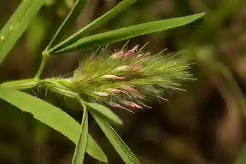 نبات Trifolium angustifolium في بيئته الطبيعية