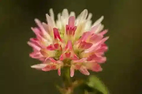 نبات Trifolium argutum في بيئته الطبيعية