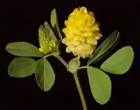 نبات Trifolium campestre subsp. campestre في بيئته الطبيعية