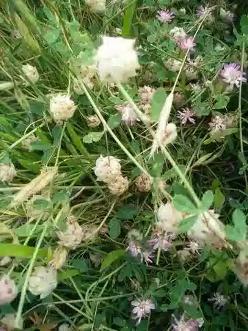 نبات Trifolium clusii في بيئته الطبيعية