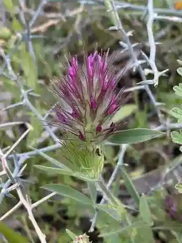 نبات Trifolium dasyurum في بيئته الطبيعية