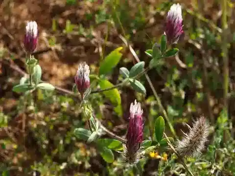 نبات Trifolium dichroanthum في بيئته الطبيعية
