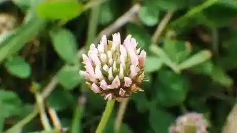 نبات Trifolium fragiferum var. fragiferum في بيئته الطبيعية