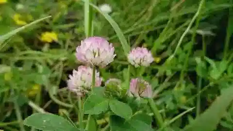 نبات Trifolium glanduliferum var. nervulosum في بيئته الطبيعية