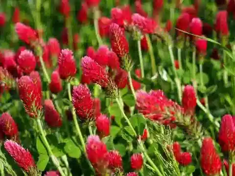 نبات Trifolium incarnatum في بيئته الطبيعية