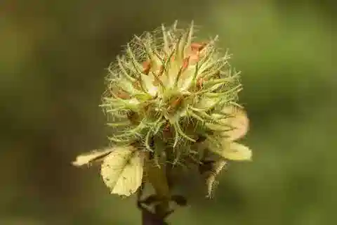 نبات Trifolium lappaceum var. lappaceum في بيئته الطبيعية