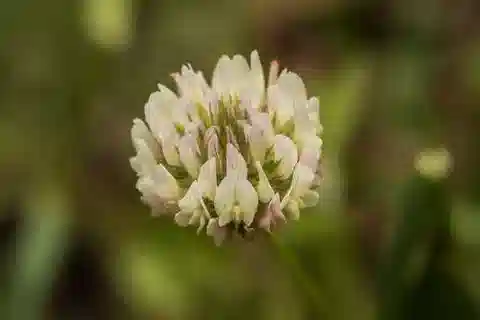 نبات Trifolium nigrescens subsp. petrisavii في بيئته الطبيعية