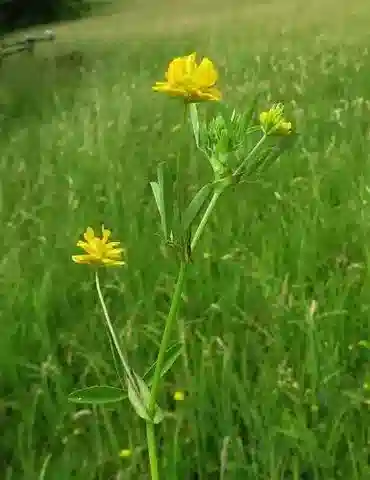 نبات Trifolium patens في بيئته الطبيعية