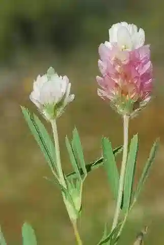 نبات Trifolium philistaeum في بيئته الطبيعية