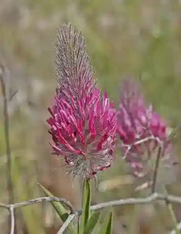 نبات Trifolium purpureum var. desvauxii في بيئته الطبيعية