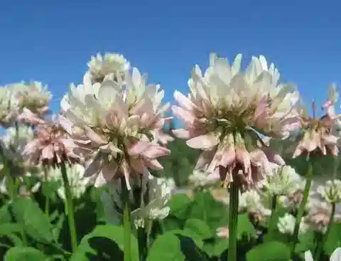 نبات Trifolium repens subsp. repens في بيئته الطبيعية