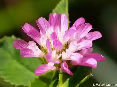 نبات Trifolium resupinatum var. resupinatum في بيئته الطبيعية