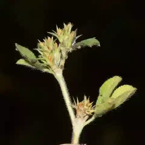 نبات Trifolium scabrum في بيئته الطبيعية