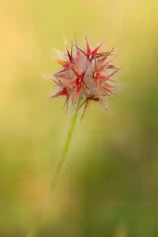 نبات Trifolium stellatum var. stellatum في بيئته الطبيعية